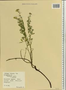 Medicago falcata subsp. falcata, Восточная Европа, Восточный район (E10) (Россия)