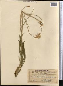 Pseudopodospermum pubescens (DC.) Zaika, Sukhor. & N. Kilian, Средняя Азия и Казахстан, Прикаспийский Устюрт и Северное Приаралье (M8) (Казахстан)