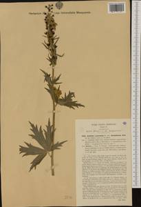 Aconitum lycoctonum subsp. vulparia (Rchb.) Nyman, Западная Европа (EUR) (Италия)