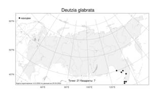 Deutzia glabrata, Дейция гладкая Kom., Атлас флоры России (FLORUS) (Россия)