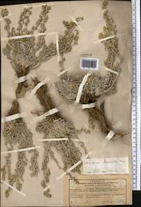 Полынь розовоцветковая Rupr., Средняя Азия и Казахстан, Памир и Памиро-Алай (M2) (Таджикистан)