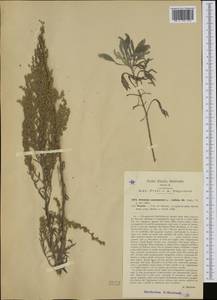 Seriphidium caerulescens subsp. caerulescens, Западная Европа (EUR) (Италия)