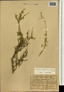 Брахантемум гобийский Krasch., Монголия (MONG) (Монголия)