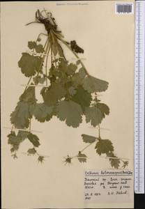 Geum heterocarpum Boiss., Средняя Азия и Казахстан, Западный Тянь-Шань и Каратау (M3) (Узбекистан)