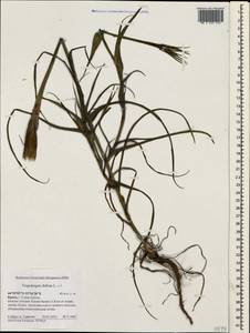 Козлобородник сомнительный Scop., Крым (KRYM) (Россия)