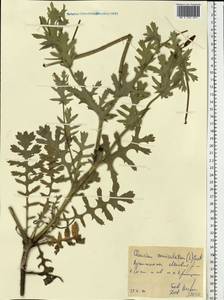 Мачок рогатый (L.) Rudolph, Восточная Европа, Северо-Украинский район (E11) (Украина)