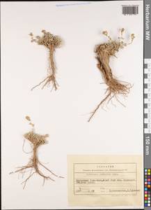 Полынь розовоцветковая Rupr., Средняя Азия и Казахстан, Северный и Центральный Тянь-Шань (M4) (Киргизия)