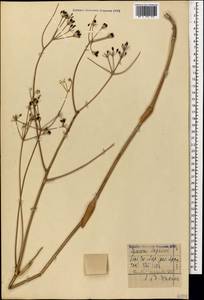Ферула жестковатая DC., Кавказ, Армения (K5) (Армения)