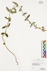 Зверобой волосистый, Зверобой жестковолосый L., Восточная Европа, Центральный район (E4) (Россия)