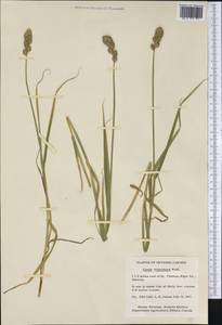 Carex tribuloides Wahlenb., Америка (AMER) (Канада)