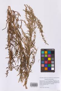 Полынь эстрагон L., Восточная Европа, Московская область и Москва (E4a) (Россия)