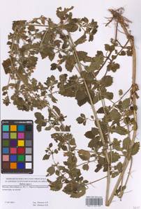 Белокудренник черный L., Восточная Европа, Московская область и Москва (E4a) (Россия)