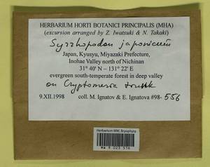 Syrrhopodon schiffnerianus (M. Fleisch.) Paris, Гербарий мохообразных, Мхи - Азия (вне границ бывшего СССР) (BAs) (Япония)