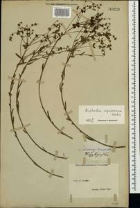 Молочай Сегье Neck., Крым (KRYM) (Россия)