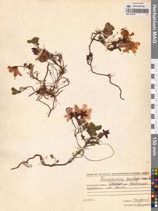 Рододендрон камчатский Pall., Сибирь, Чукотка и Камчатка (S7) (Россия)