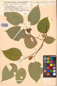 Актинидия многодомная (Siebold & Zucc.) Maxim., Сибирь, Дальний Восток (S6) (Россия)