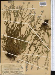 Незабудка лесная Ehrh. ex Hoffm., Средняя Азия и Казахстан, Западный Тянь-Шань и Каратау (M3) (Казахстан)