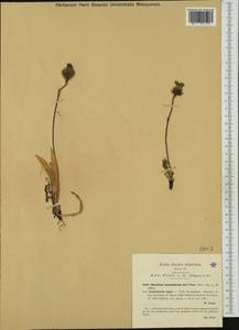 Hieracium armerioides subsp. leucochlorum (Arv.-Touv.) Zahn, Западная Европа (EUR) (Италия)