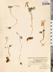 Хохлатка Городкова Karav., Сибирь, Чукотка и Камчатка (S7) (Россия)