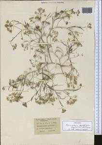 Psammogeton capillifolium (Regel & Schmalh.) Mousavi, Mozaff. & Zarre, Средняя Азия и Казахстан, Каракумы (M6) (Туркмения)