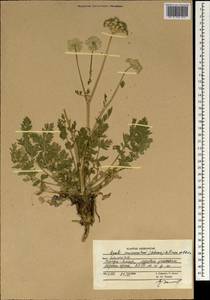 Жабрица заостренная (Schrenk) Pimenov & Sdobnina, Зарубежная Азия (ASIA) (Афганистан)