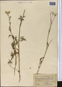 Бутень Прескотта DC., Средняя Азия и Казахстан, Северный и Центральный Казахстан (M10) (Казахстан)