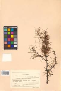 Лиственница даурская (Rupr.) Kuzen., Сибирь, Дальний Восток (S6) (Россия)