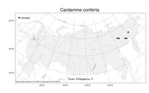 Cardamine conferta, Сердечник скученный Jurtzev, Атлас флоры России (FLORUS) (Россия)