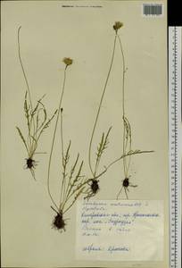 Scorzoneroides autumnalis subsp. autumnalis, Сибирь, Алтай и Саяны (S2) (Россия)
