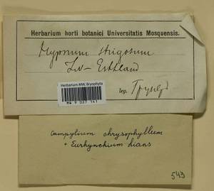 Campylium chrysophyllum (Brid.) Lange, Гербарий мохообразных, Мхи - Прибалтика (B1) (Неизвестно)