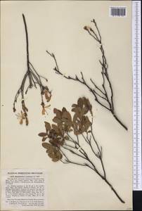 Rhododendron canadense (L.) Britton, Sterns & Poggenb., Америка (AMER) (США)