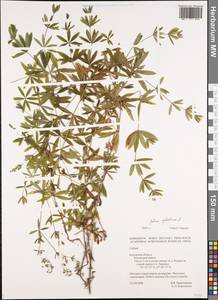 Galium sylvaticum L., Восточная Европа, Центральный район (E4) (Россия)