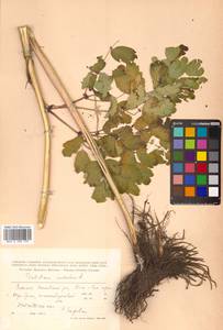 Thalictrum aquilegiifolium subsp. aquilegiifolium, Сибирь, Дальний Восток (S6) (Россия)