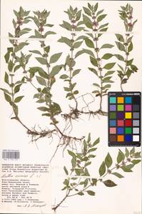 MHA 0 158 129, Мята полевая L., Восточная Европа, Нижневолжский район (E9) (Россия)