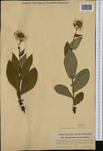 Buphthalmum speciosissimum L., Западная Европа (EUR) (Италия)