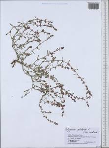 Polygonum plebeium R. Br., Зарубежная Азия (ASIA) (Индия)