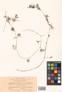 Лютик волосолистный, Шелковник волосолистный Chaix, Восточная Европа, Московская область и Москва (E4a) (Россия)