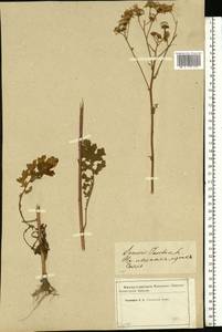 Якобея обыкновенная, Восточная Европа, Западный район (E3) (Россия)