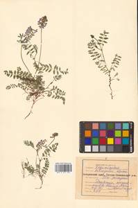 Астрагал альпийский L., Сибирь, Дальний Восток (S6) (Россия)