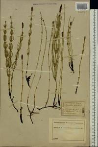 Хвощ болотный L., Восточная Европа, Центральный лесной район (E5) (Россия)