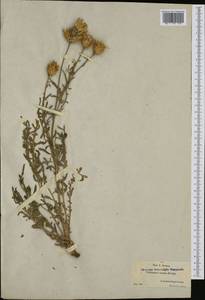 Centaurea ornata Willd., Западная Европа (EUR) (Испания)