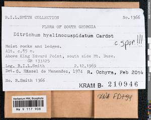 Ditrichum hyalinocuspidatum Cardot, Гербарий мохообразных, Мхи - Антарктика (BAn) (Южная Георгия и Южные Сандвичевы Острова)