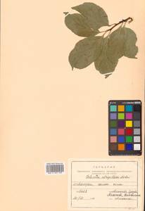 Древогубец круглолистный Thunb., Сибирь, Дальний Восток (S6) (Россия)