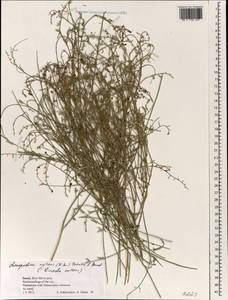 Chenopodium nutans, Зарубежная Азия (ASIA) (Израиль)