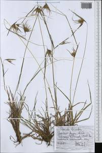Sorghum arundinaceum (Desv.) Stapf, Африка (AFR) (Эфиопия)