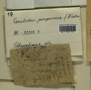 Ceratodon purpureus (Hedw.) Brid., Гербарий мохообразных, Мхи - Центральное Нечерноземье (B6) (Россия)