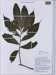 Elatostema heterolobum Hallier fil., Зарубежная Азия (ASIA) (Вьетнам)