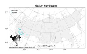 Galium humifusum, Подмаренник распростертый M.Bieb., Атлас флоры России (FLORUS) (Россия)