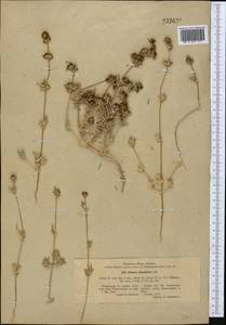 Pyankovia brachiata (Pall.) Akhani & Roalson, Средняя Азия и Казахстан, Копетдаг, Бадхыз, Малый и Большой Балхан (M1) (Туркмения)