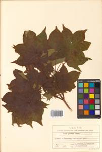 Клен Майра (Schwer.) H.Ohashi, Сибирь, Дальний Восток (S6) (Россия)